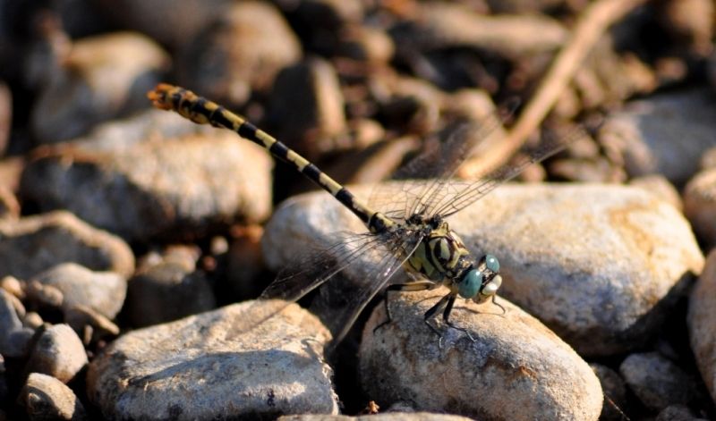 Onychogomphus forcipatus unguiculatus